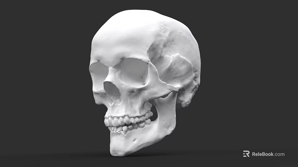 Anatomical Human Skull 3D Model With Detailed Skeletal Structure And Teeth 3d model 