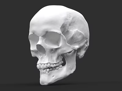 Anatomical Human Skull 3D Model With Detailed Skeletal Structure And Teeth 3d model
