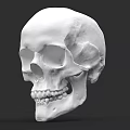Anatomical Human Skull 3D Model With Detailed Skeletal Structure And Teeth 3d model