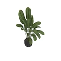 Large Green Leaf Plants In Black Modern Vase For Home Interior Decor