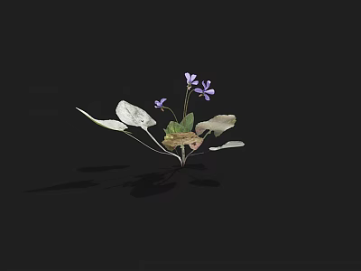 Small Plant With Purple Flowers Green And White Leaves Against Black Background 3d model