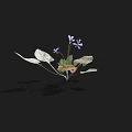 Small Plant With Purple Flowers Green And White Leaves Against Black Background