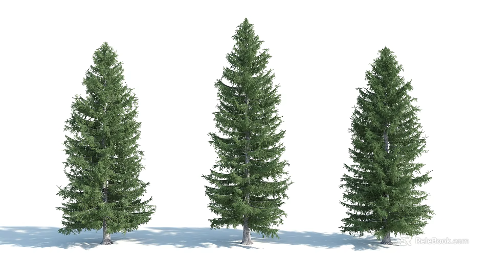 Three Tall Coniferous Arbor Trees With Lush Foliage Upright Trunks And Green Canopies 3d model 
