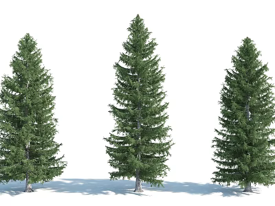 Three Tall Coniferous Arbor Trees With Lush Foliage Upright Trunks And Green Canopies 3d model