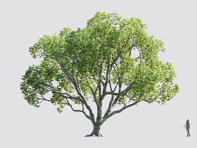 Tall Arbor with Lush Green Foliage Thick Trunk and Human Figure for Scale 3d model