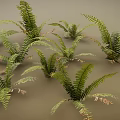 3D Rendered Green Fern Plants With Lush Fronds And Natural Leaf Details