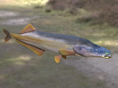 Blue And Yellow Aquatic Fish With Distinct Fins Swimming In Natural Habitat 3d model