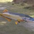 Blue And Yellow Aquatic Fish With Distinct Fins Swimming In Natural Habitat