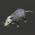 Realistic Opossum With White Face Gray Fur And Long Tail On Gray Background