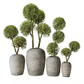 Green Spherical Bonsai Plants in Gray Ceramic Pots of Various Sizes