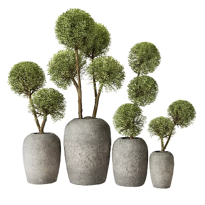 Green Spherical Bonsai Plants in Gray Ceramic Pots of Various Sizes 3d model