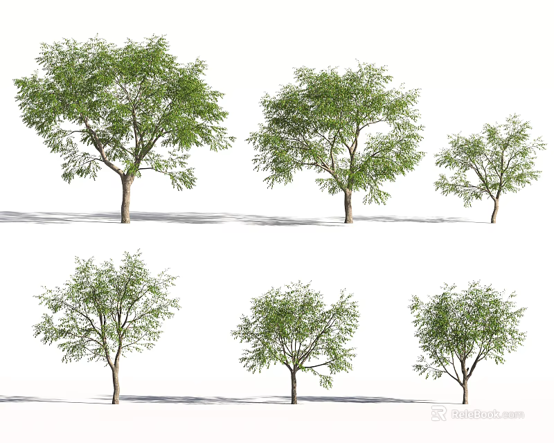 Various Green Leafy Arbor Trees In Different Shapes On White Background 3d model
