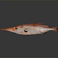 Red Long Snouted Fish Swimming Against Gray Background And Showing Reflection 3d model