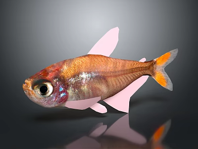 Mickey fish moss squirrel fish swallow peacock tropical fish ornamental fish aquarium cartoon fish 3d model