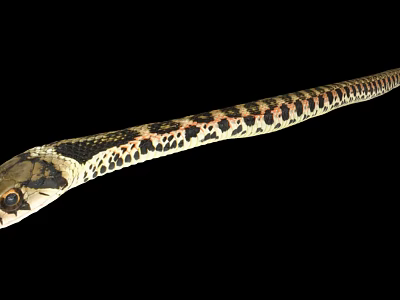 Slender Snake With Black And Red Spotted Pattern On Black Background 3d model