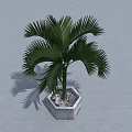Lush Green Palm Tree In Hexagonal Stone Planter With Shadows On Gray Background 3d model