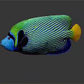 Colorful Striped Angelfish With Green Blue Body And Yellow Tail On Dark Background
