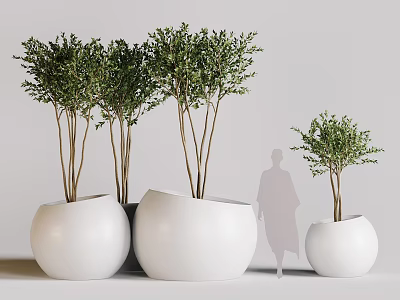 Potted Bonsai Plants With Lush Green Foliage In White Planters Different Sizes And Human Silhouette 3d model