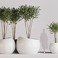 Potted Bonsai Plants With Lush Green Foliage In White Planters Different Sizes And Human Silhouette