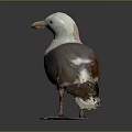 White Gray and Brown Seagull With Yellow Beak Orange Legs Standing On Dark Surface