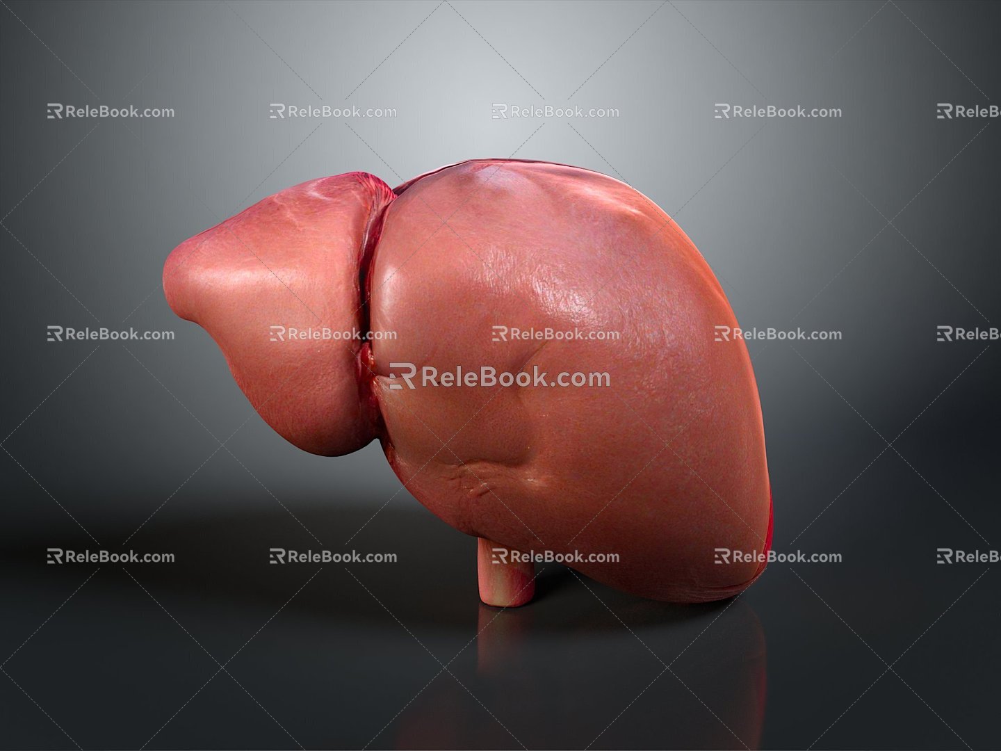 liver human visceral system human visceral liver medicine human body specimen 3d model