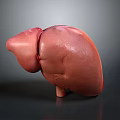 Realistic 3D Anatomical Liver Model Medical Device for Educational Visualization 3d model