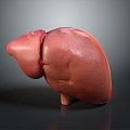 liver human visceral system human visceral liver medicine human body specimen 3d model