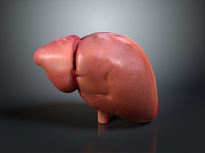 liver human visceral system human visceral liver medicine human body specimen 3d model