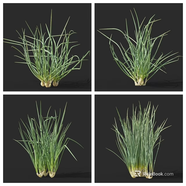 Fresh Green Chives Vegetable With Lush Leaves And White Roots 3d model 