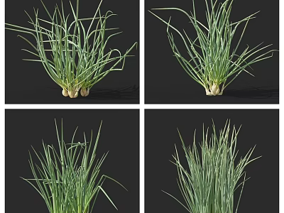 Fresh Green Chives Vegetable With Lush Leaves And White Roots 3d model