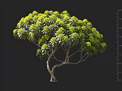 Lush Ornamental Arbor With Green Leaves Yellow Flowers Curved Branches And Dense Canopy 3d model
