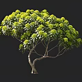 Lush Ornamental Arbor With Green Leaves Yellow Flowers Curved Branches And Dense Canopy