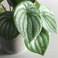 Potted Plant with Green Striped Round Leaves in White Ceramic Pot for Indoor Decoration