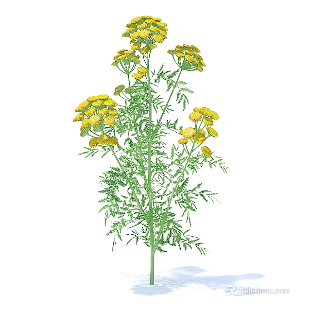 Tall Herb Plant With Fresh Green Leaves And Small Yellow Flowers 3d model 