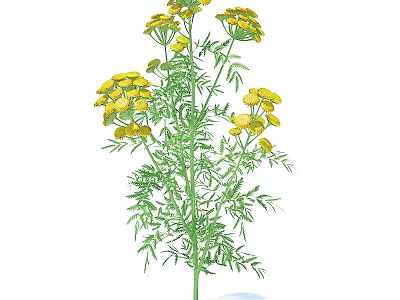 Tall Herb Plant With Fresh Green Leaves And Small Yellow Flowers 3d model