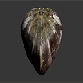 Colorful Striped Clam Shell Aquatic Animal With Shiny Surface And Natural Texture