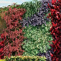 Vibrant Living Plant Wall With Red Green Foliage And Stone Border Design
