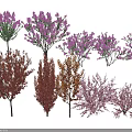 Various Ornamental Trees With Purple Flower Blooms And Brown Foliage For Garden Landscaping