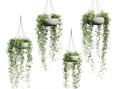 Hanging Basket Plants with Lush Trailing Greenery for Indoor Home Decor 3d model