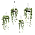 Hanging Basket Plants with Lush Trailing Greenery for Indoor Home Decor