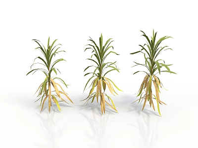 Three Plants With Green Leaves And Yellow Roots On White Background With Reflections 3d model