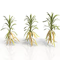 Three Plants With Green Leaves And Yellow Roots On White Background With Reflections