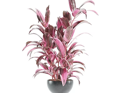 Black Vase With Tall Lush Purple And Pink Leafy Plant For Home Decor 3d model