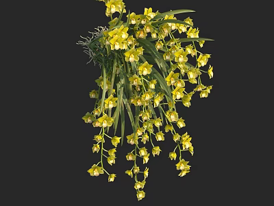 Yellow Hanging Orchid Flowers In Vase With Green Leaves And Blooms 3d model
