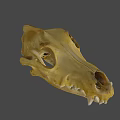Detailed Animal Skull Specimen With Natural Bone Structure On Black Background