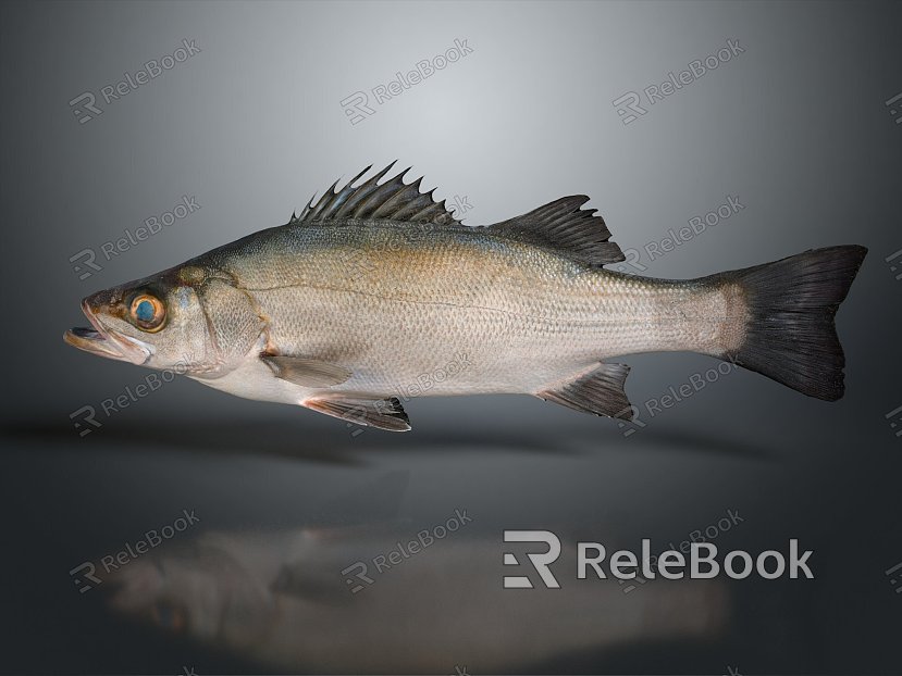 Catfish Carp Sturgeon Bass Freshwater Fish Various Carp Grass Carp Crucian Carp model