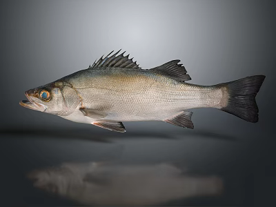 Fresh Whole Silver Fish with Natural Scales and Fins for Daily Household Seafood Use 3d model