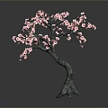 Ornamental Tree With Curved Trunk And Blooming Pink Flowers Against Dark Background