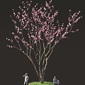 Elegant Pink Blooming Tree With Slender Branches Against Dark Background 3d model