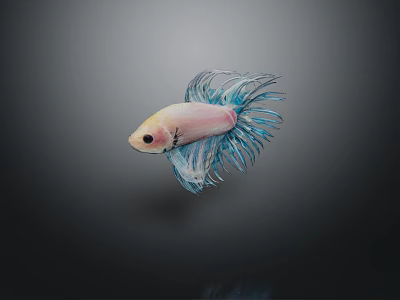 Vibrant Pink Body Blue Fins Betta Fish Aquatic Animal With Flowy Fins On Dark Background 3d model